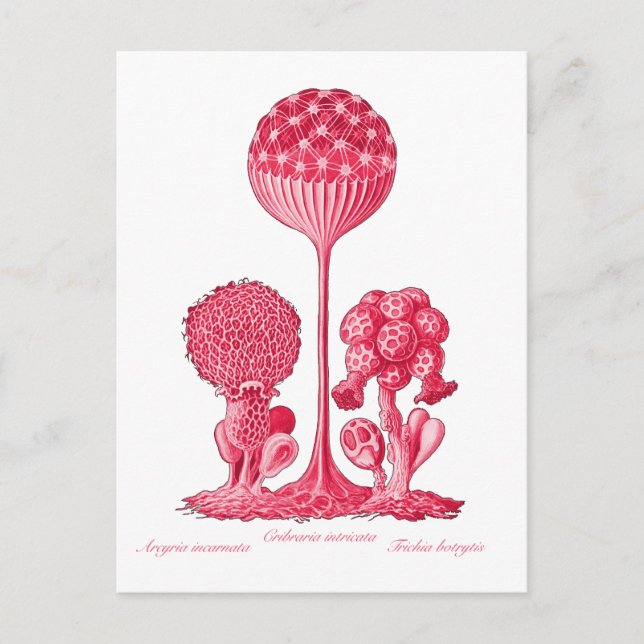 En slemsvamp vykort (Framsida)