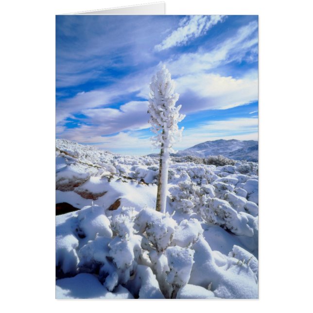 En snötäckt yucca hälsningskort (Framsidan)