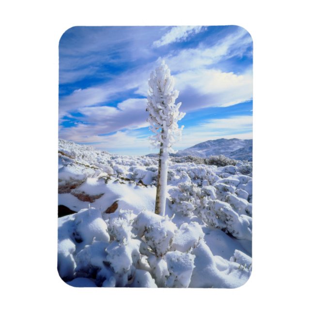 En snötäckt yucca magnet (Vertikal)