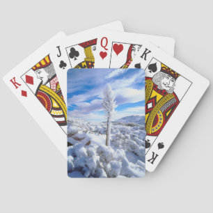 En snötäckt yucca spelkort