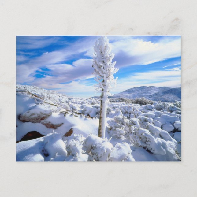 En snötäckt yucca vykort (Framsida)