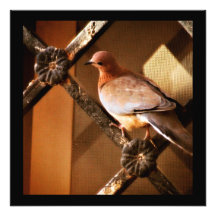En snygg Dove Photo Print