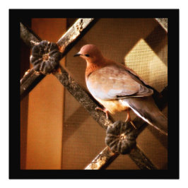 En snygg Dove Photo Print Fototryck