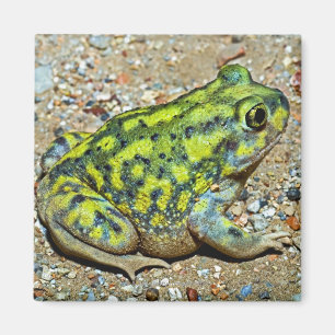 En soffa Spadefoot padda Magnet