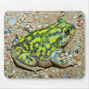 En soffa Spadefoot padda Musmatta