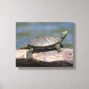 En solig dag målad Turtle Canvastryck