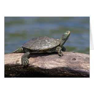 En solig dag målad Turtle Hälsningskort