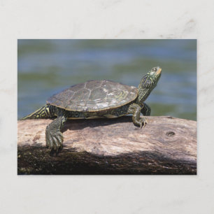En solig dag målad Turtle Vykort