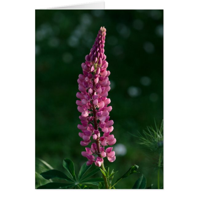 En solitär lupin innehåller vigil hälsningskort (Framsidan)