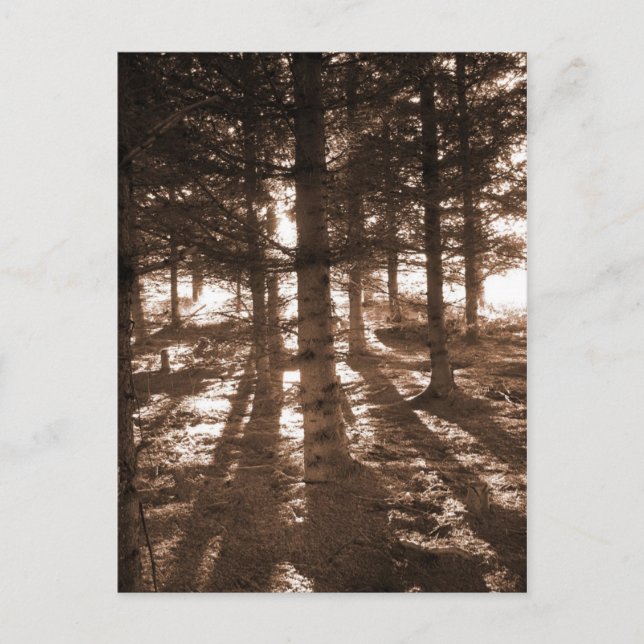 En solnedgång i skogskorten. vykort (Framsida)