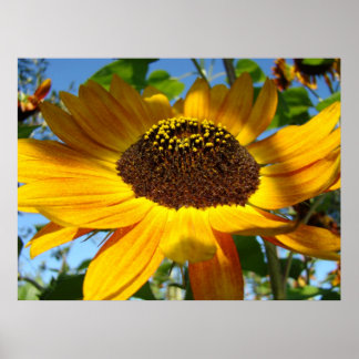 En solros 18 sommar orange solrosor OK DSC093 Poster