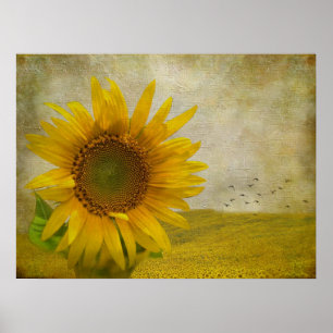 En solros på solrosbete poster
