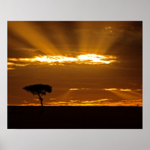 En soluppgång med öppen mun i Maasai Mara Poster