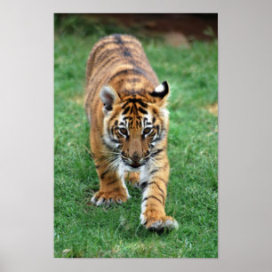 En söt baby-tiger unge poster