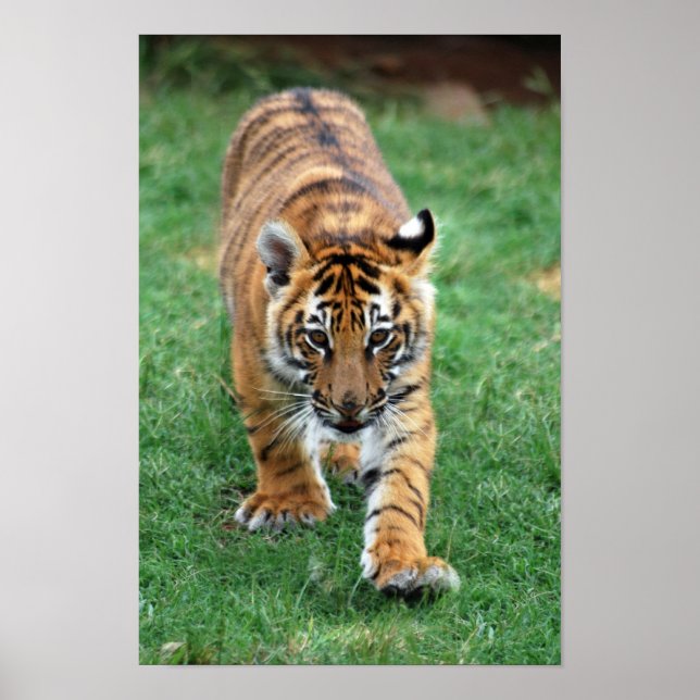 En söt baby-tiger unge poster (Framsidan)