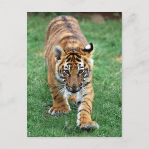 En söt baby-tiger vykort
