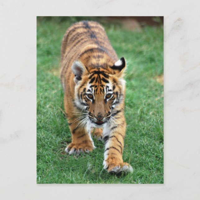 En söt baby-tiger vykort (Framsida)