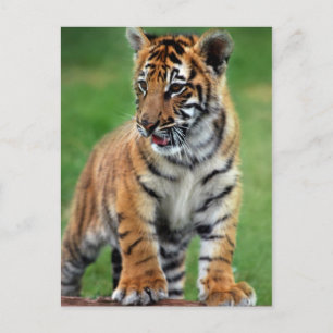 En söt baby-tiger vykort