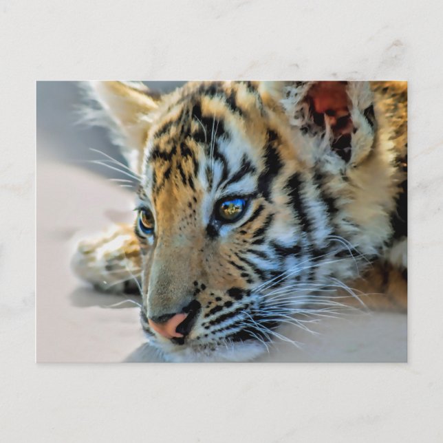 En söt baby-tiger vykort (Framsida)