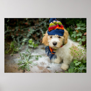 En söt Cavachon valp i en vinterhatt och Scarf Poster