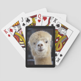 En söt fluffy ansikte i en alpaca casinokort