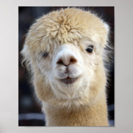 En söt fluffy ansikte i en alpaca poster