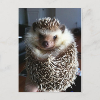 En söt hedgehog vykort