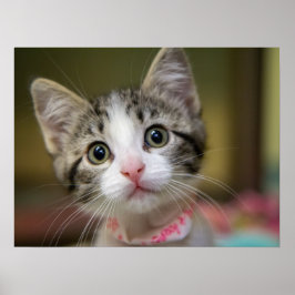 En söt kattunge med gröna ögon poster