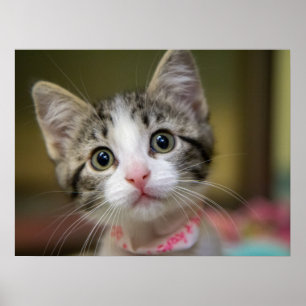 En söt kattunge med gröna ögon poster