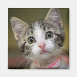 En söt kattunge med grönt öga magnet