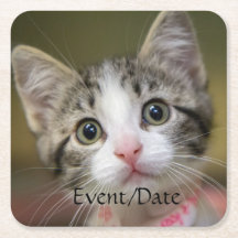 En söt kattunge med grönt öga