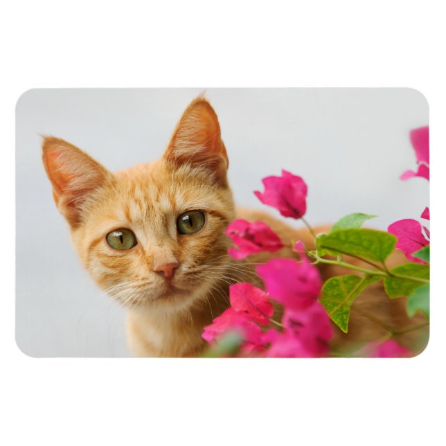 En söt röd tabbby kitten tittar på dig. magnet (Horisontell)