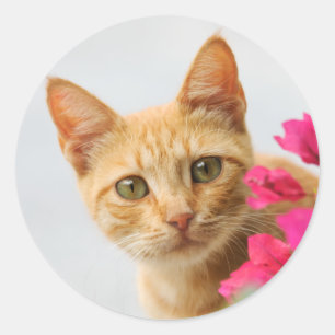 En söt röd tabbby kitten tittar på dig. runt klistermärke