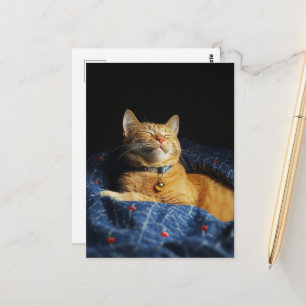 En söt sömnig gingerkatt vykort