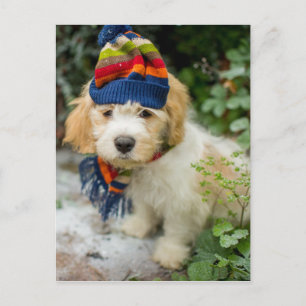 En sötad Cavachon-valp i en vinter och scarf Vykort