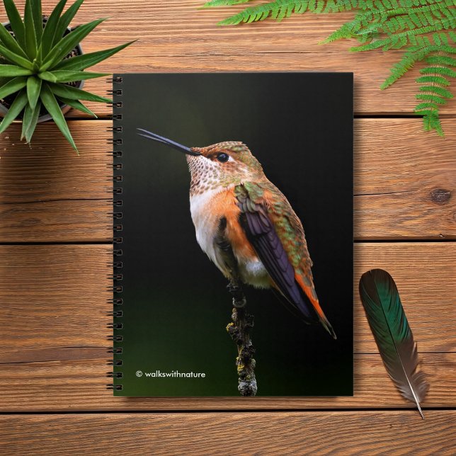 En sötad rufous Hummingbird-kapsel på Fruit Träd Anteckningsbok Med Spiral (Rufous Hummingbird Poses on the Hybrid Fruit Tree Journal Cover Photo 1)