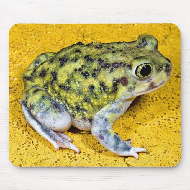 En spadefoot-säng musmatta (Framsidan)