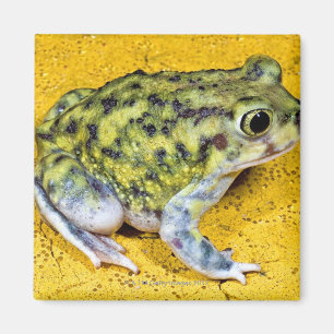En spadefootpadda magnet