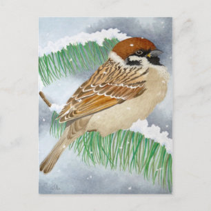 En Sparrow på vintern Vykort