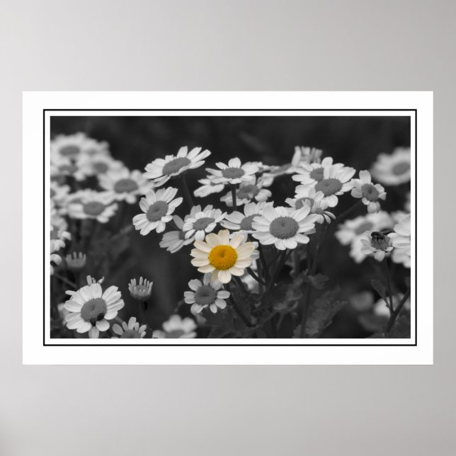 En Speciell Daisy Poster (Framsidan)