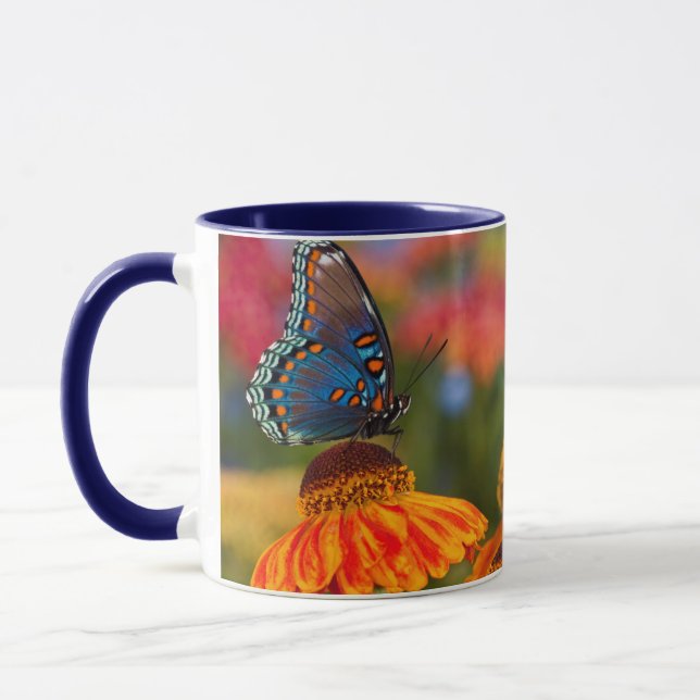 En Spicebush-svalstjärt, Papilio troilus Mugg (Vänster)