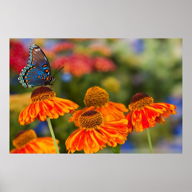 En Spicebush-svalstjärt, Papilio troilus Poster (Framsidan)