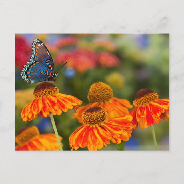 En Spicebush Swallowtail, Papilio troilus Vykort (Framsida)