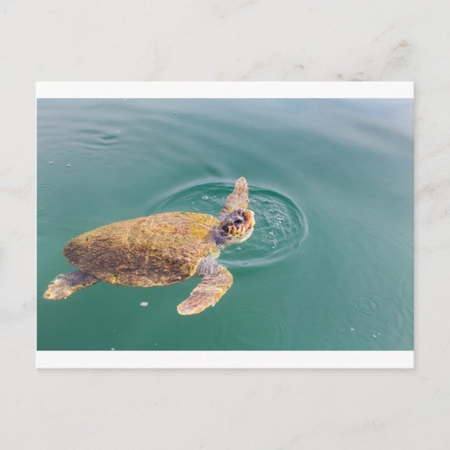 En stor badhavssköldpadda Caretta Vykort (Framsida)