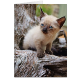 En stor värld för liten kattungeina hälsningskort