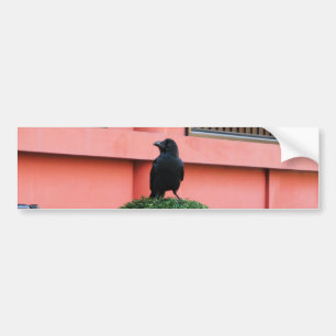 En storskalig Jungle-Kråka en Perch på ett moln Tr Bildekal