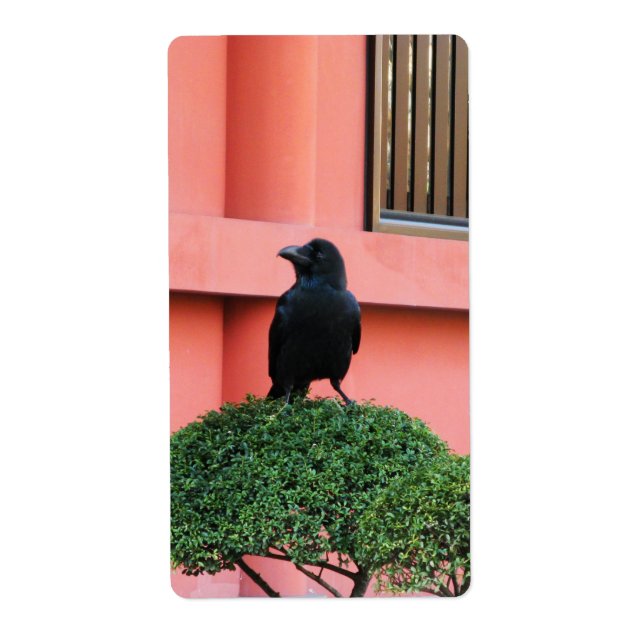 En storskalig Jungle-Kråka en Perch på ett moln Tr Fraktsedel (Framsidan)