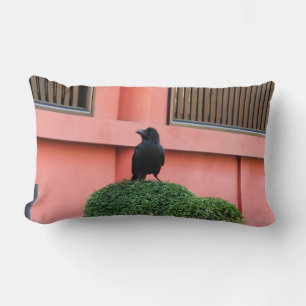 En storskalig Jungle-Kråka en Perch på ett moln Tr Lumbarkudde