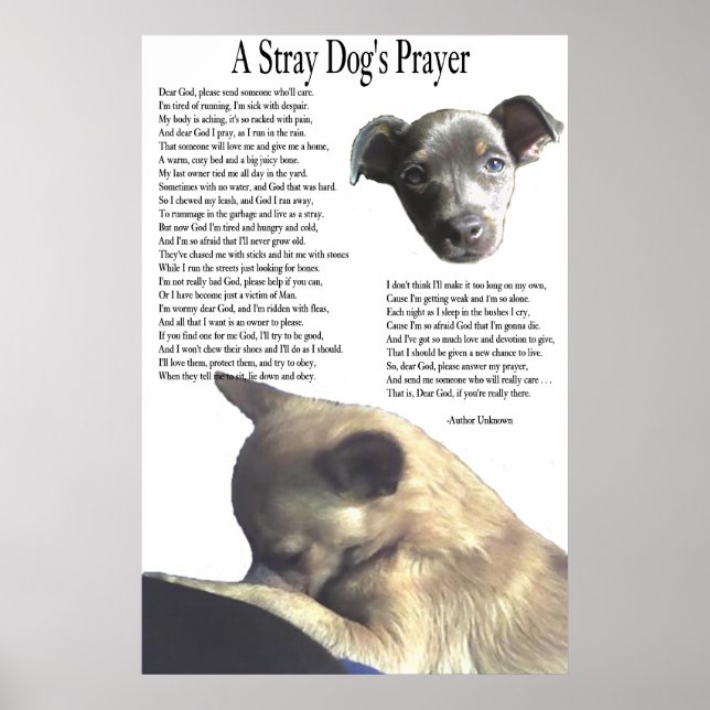 En Stray Hund's Prayer (alternativ bakgrund färg) Poster (Framsidan)