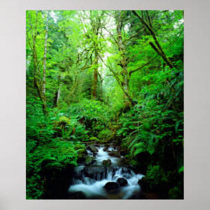 En ström i en skog med gammal tillväxt poster